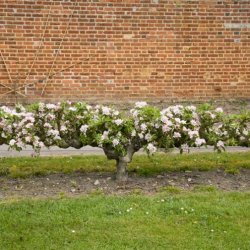 (image for) Stepover Apple & Pear Trees
