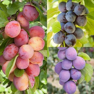 (image for) Long Season Cordon Plum Collection (3 Trees)