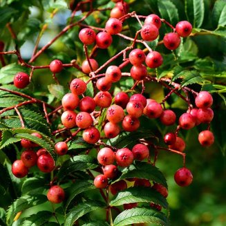 Sorbus 'Eastern Promise' (Mountain Ash Tree)