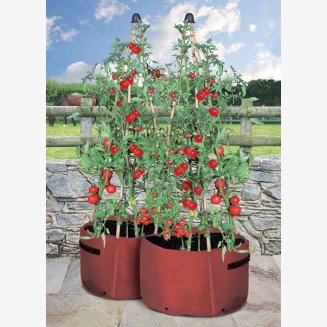 Tomato Three Cane Support Planter (pack of 2)