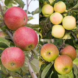 (image for) Family Apple (Worcester /Greensleeves/Falstaff)