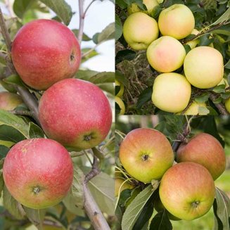 (image for) Family Apple (Worcester /Greensleeves/Falstaff)