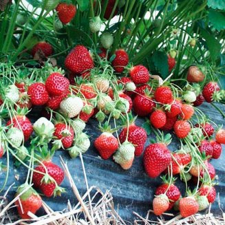 (image for) Strawberry Plants 'Manille' (12 plants)