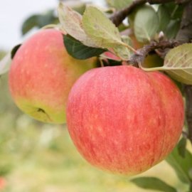 Apple Tree 'James Grieve'