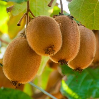 (image for) Kiwi Vine 'Hayward'