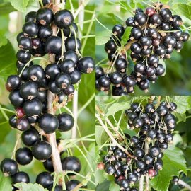 (image for) Long Season Blackcurrant Collection (3 Bushes)