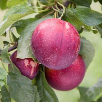 (image for) Mirabelle Plum Tree 'Ruby'