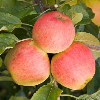 (image for) Sibley's Patio Apple 'Elstar'