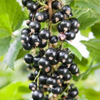 Blackcurrant Bush 'Ben Hope'