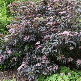 Elderberry Bush 'Black Beauty'
