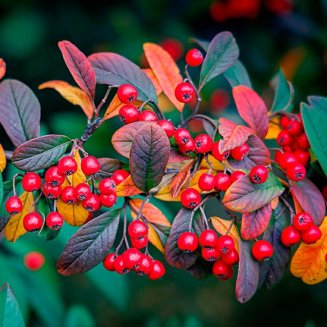 Crataegus persimilis 'Prunifolia' (Hawthorn Tree)