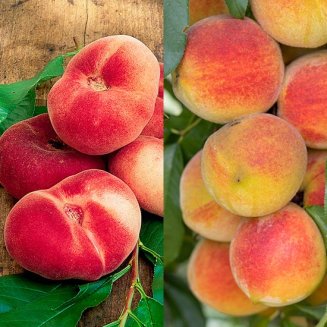 (image for) Peach Collection (2 Trees)