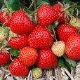 (image for) Strawberry \'Elegance\' (6 Summer Potted Plants)