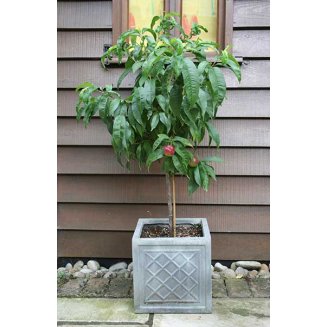 (image for) Sibley's Patio Nectarine 'Madame Blanchette'