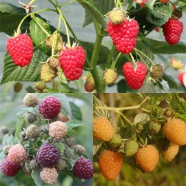 (image for) Colourful Raspberry Collection (3 plants)