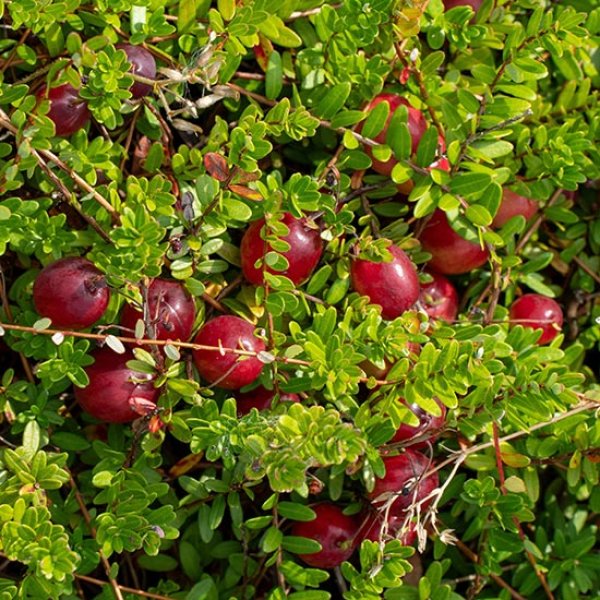 (image for) Cranberry Bush 'Pilgrim'
