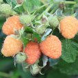 (image for) Patio Raspberry Lowberry® \'Little Orangelina®\'