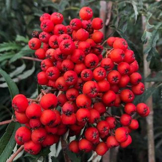 Sorbus 'Chinese Lace' (Mountain Ash Tree)