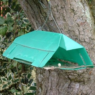 Plum Fruit Moth Trap (image for) Plum Fruit Moth Trap
