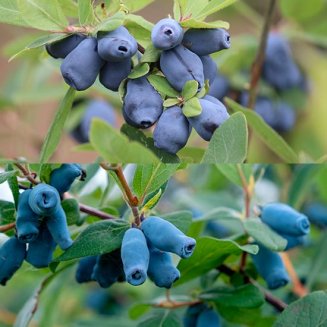 (image for) Honeyberry Collection (2 plants)