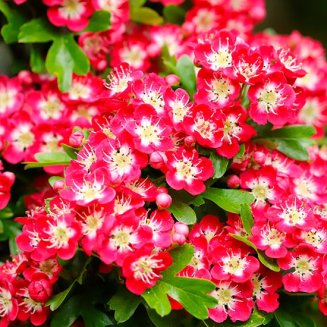 Crataegus laevigata 'Crimson Cloud' (Hawthorn Tree)