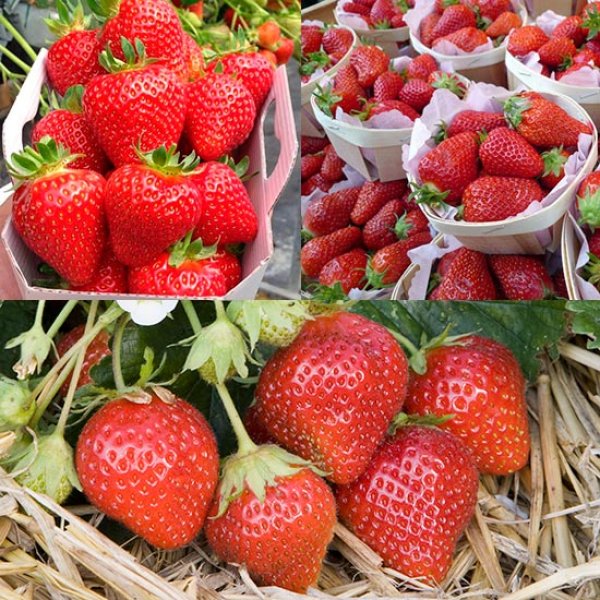 (image for) French Gourmet Strawberry Collection (18 plants)