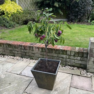 Sibley's Patio Plum 'Opal'