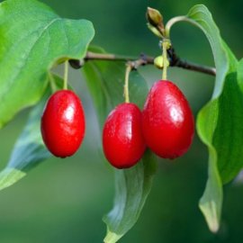 Cornelian Cherry Hedging (12 plants)