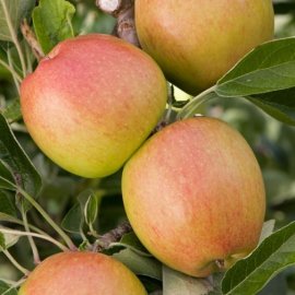 Cordon Apple 'Braeburn Hillwell'