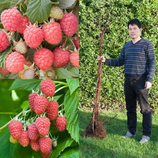 (image for) Long Cane Raspberry Collection (10 canes)