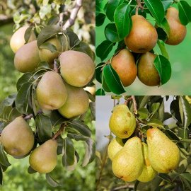 (image for) Long Season Pear Collection (3 Trees)