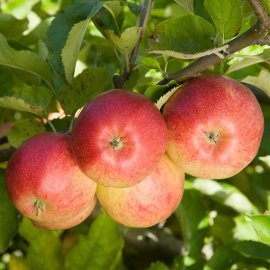 (image for) Sibley's Patio Apple 'Jonagold'