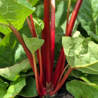 Rhubarb 'Canada Red' (image for) Rhubarb 'Canada Red'