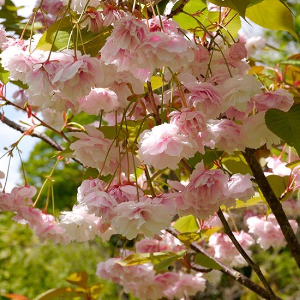 (image for) Prunus 'Shirofugen' (Japanese Flowering Cherry)