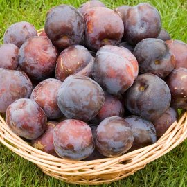 (image for) Cordon Plum 'Blue Tit'