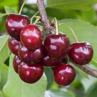 Cherry Tree 'Colney'