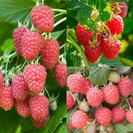 (image for) Summer Raspberry Collection (15 canes)
