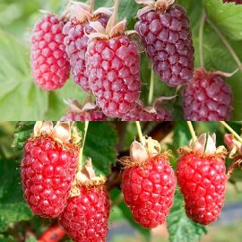 (image for) Hybrid Berry Collection (2 plants)