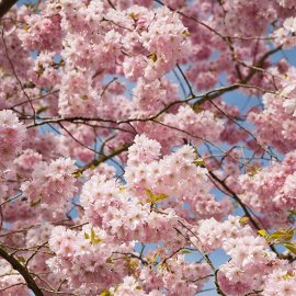 (image for) Prunus 'Accolade' (Pot Grown) Flowering Cherry Tree