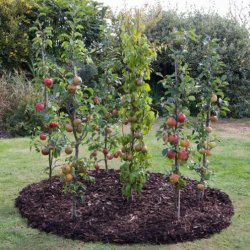 (image for) Cordon (Columnar) Fruit Trees