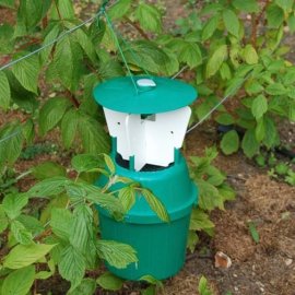 Raspberry Beetle Trap (large)