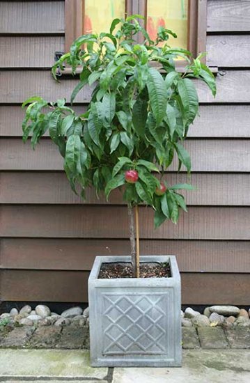 Sibley's Patio Nectarine 'Madame Blanchette' - Click Image to Close