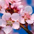 (image for) Sweet Almond Tree \'Robijn\' (Pot Grown)