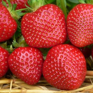 Strawberry Plants 'Malwina' (12 plants)
