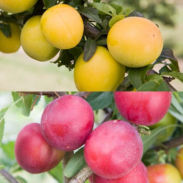 (image for) Cordon Mirabelle Plum Collection (2 Trees)