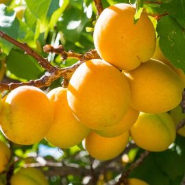 Apricot Tree 'Golden Glow'