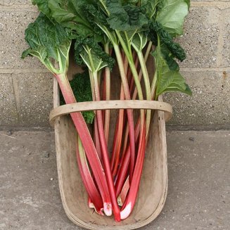 (image for) Rhubarb 'Stockbridge Arrow'