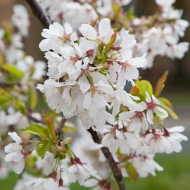 (image for) Prunus 'Snow Showers' (Pot Grown) Weeping Cherry Tree