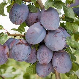 (image for) Plum Tree 'Haganta' for training