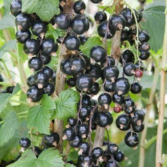 Blackcurrant Bush 'Ben Alder'